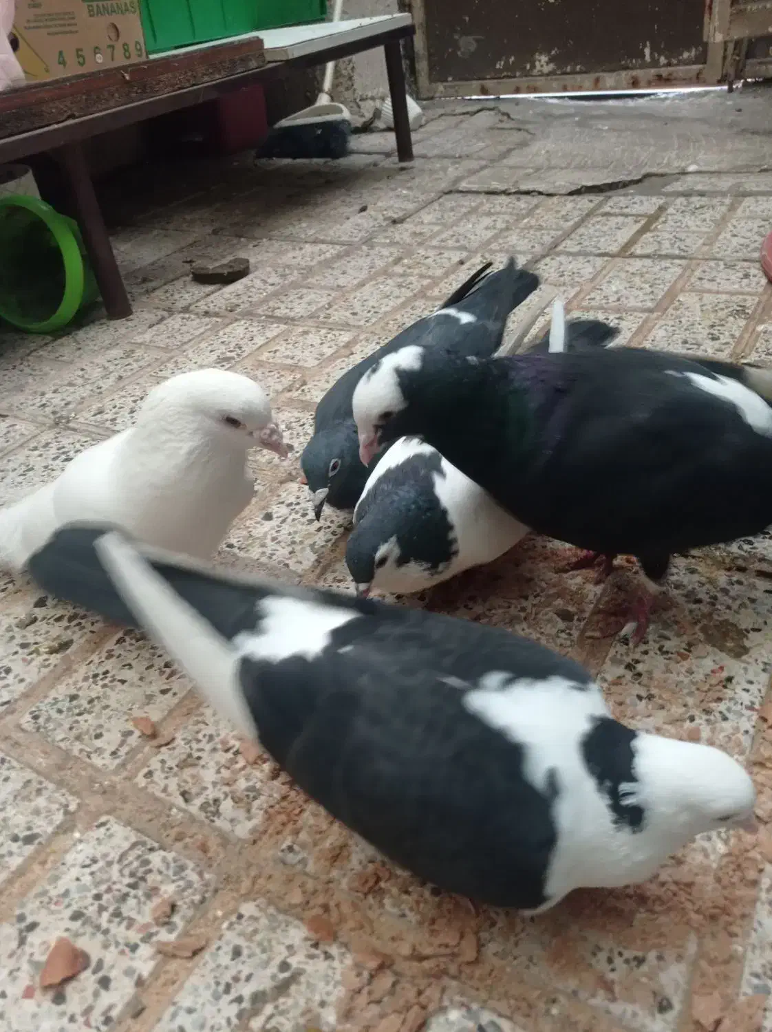 کفتر|پرنده|مشهد, خرمشهر|دیوار