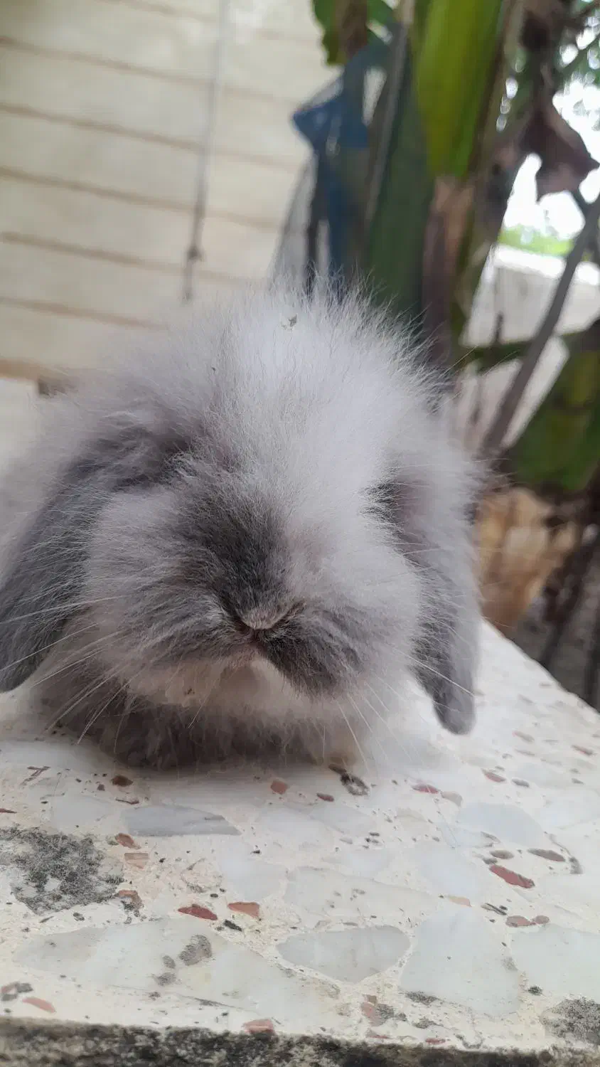 خرگوش لوپ اصیل|موش و خرگوش|تاتار علیا, |دیوار