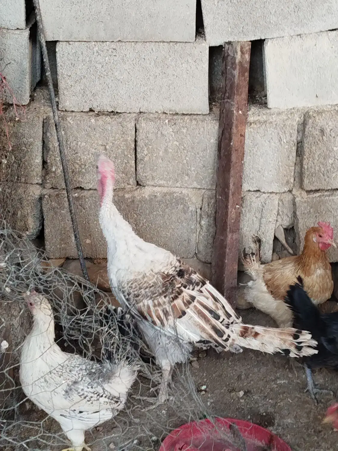 چهار عدد بوقلمون محلی|حیوانات مزرعه|بهبهان, |دیوار