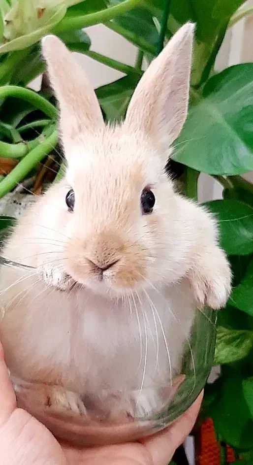 خرگوش|موش و خرگوش|اصفهان, طاحونه|دیوار