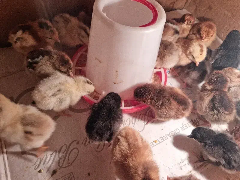 جوجه محلی|حیوانات مزرعه|مشگین شهر, |دیوار