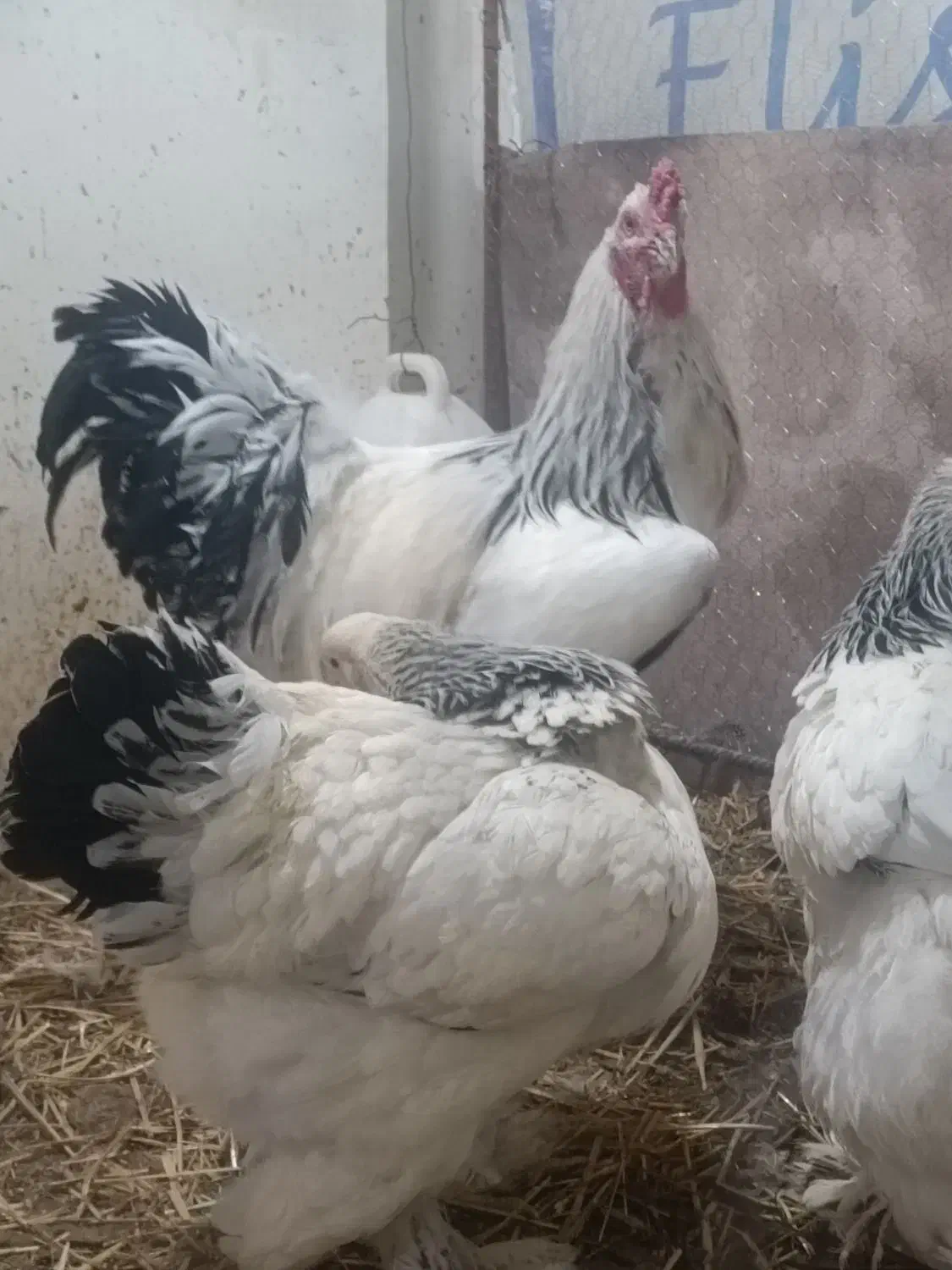 تخم نطفه دار برهما لایت ایام سمانی و لهستانی|حیوانات مزرعه|اصفهان, باتون|دیوار