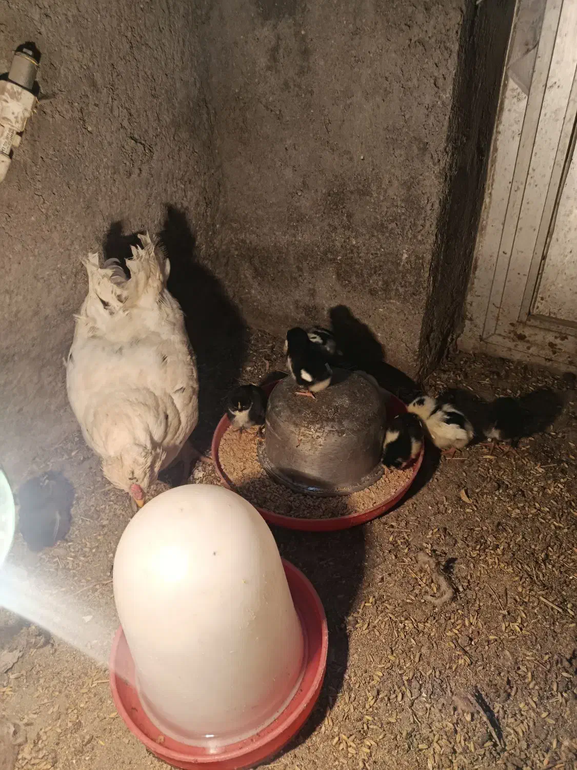 فروش دوعددمرغ گلین با جوجه گلین اصیل|حیوانات مزرعه|مشگین شهر, |دیوار