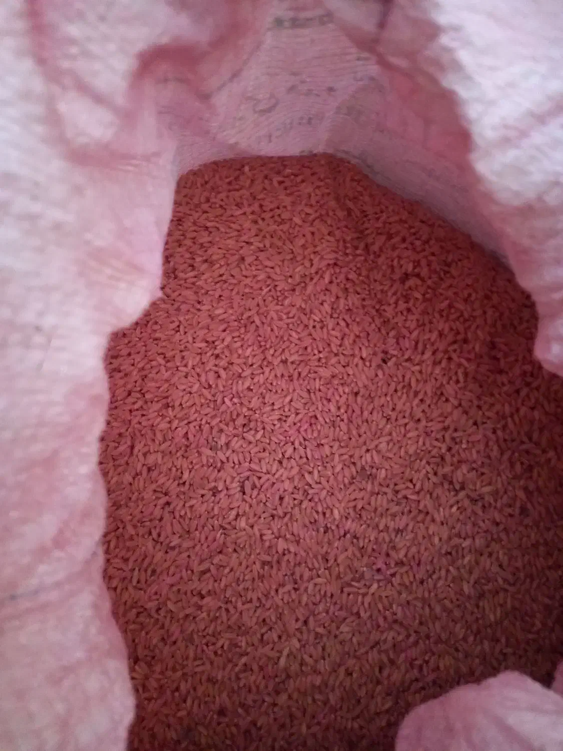 گندم درجه یک|حراج|نورآباد, |دیوار