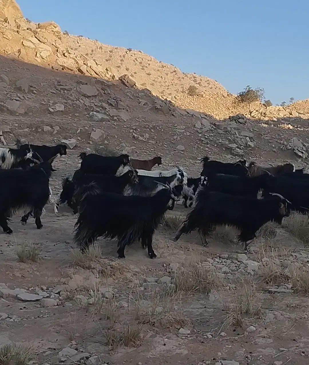 گله بزی جوان و سرحال برای فروش|حیوانات مزرعه|مسجد سلیمان, |دیوار