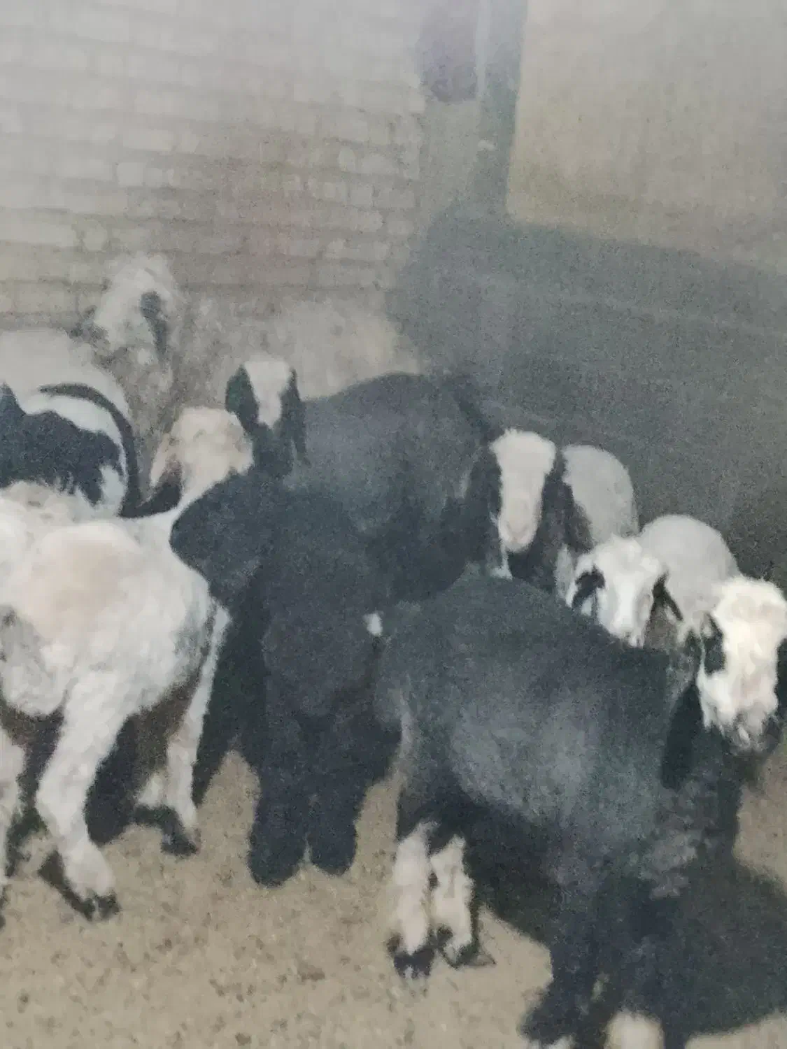 سلام بره هم داشت هم قصابی|حیوانات مزرعه|کوار, |دیوار