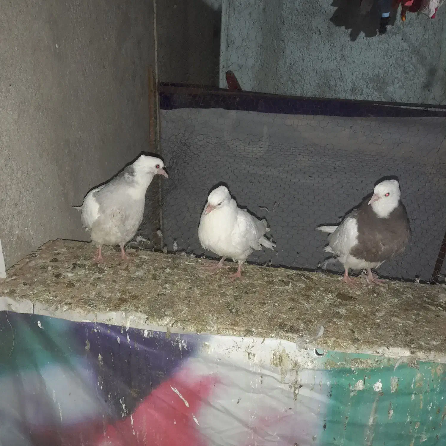 کبوتر طوقی|پرنده|شهریار, شهرک بهاران (ویره)|دیوار