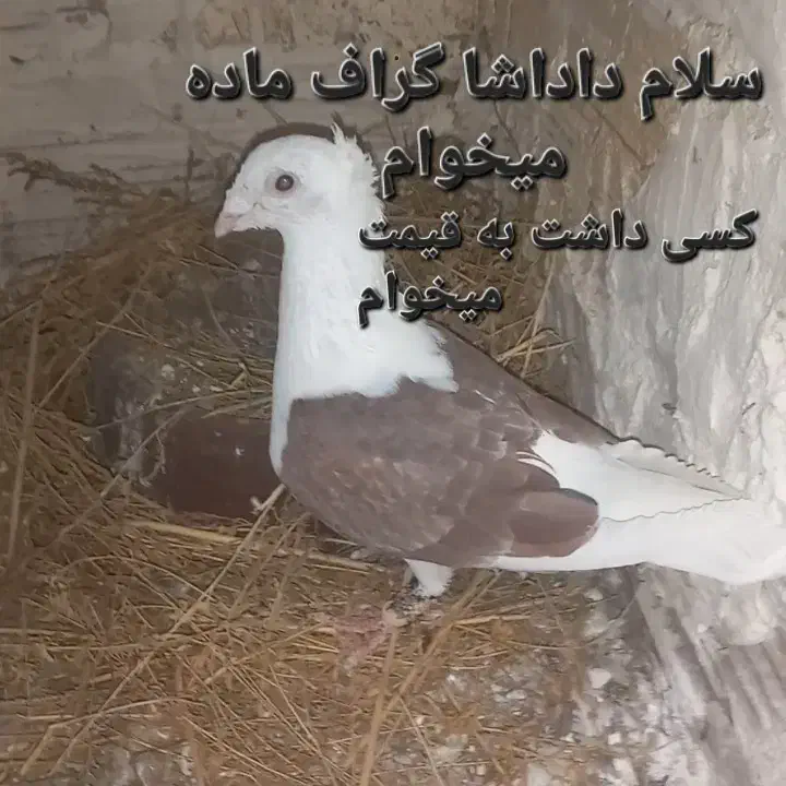 کبوتر|پرنده|سبزوار, مدرس|دیوار