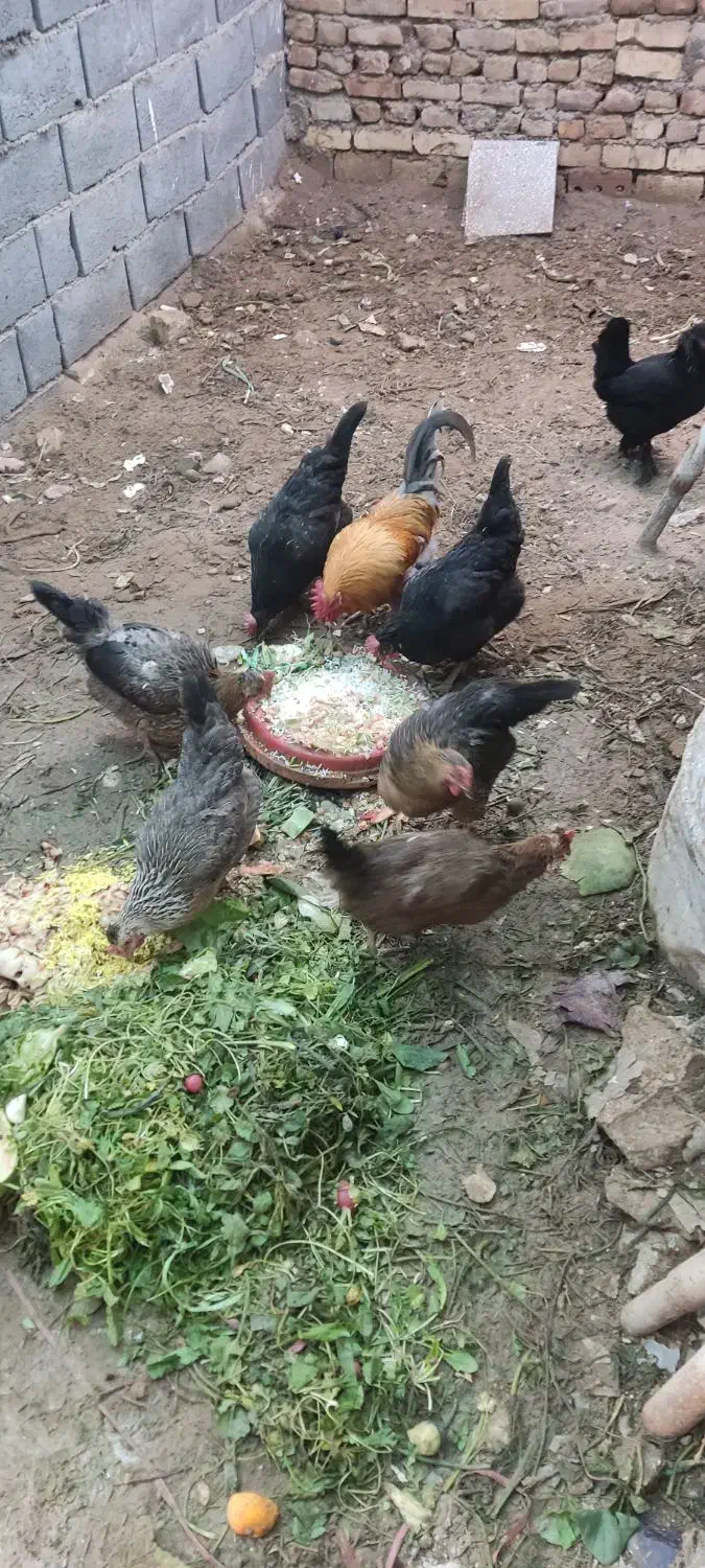 مرغ|حیوانات مزرعه|کاشان, امام خمینی|دیوار