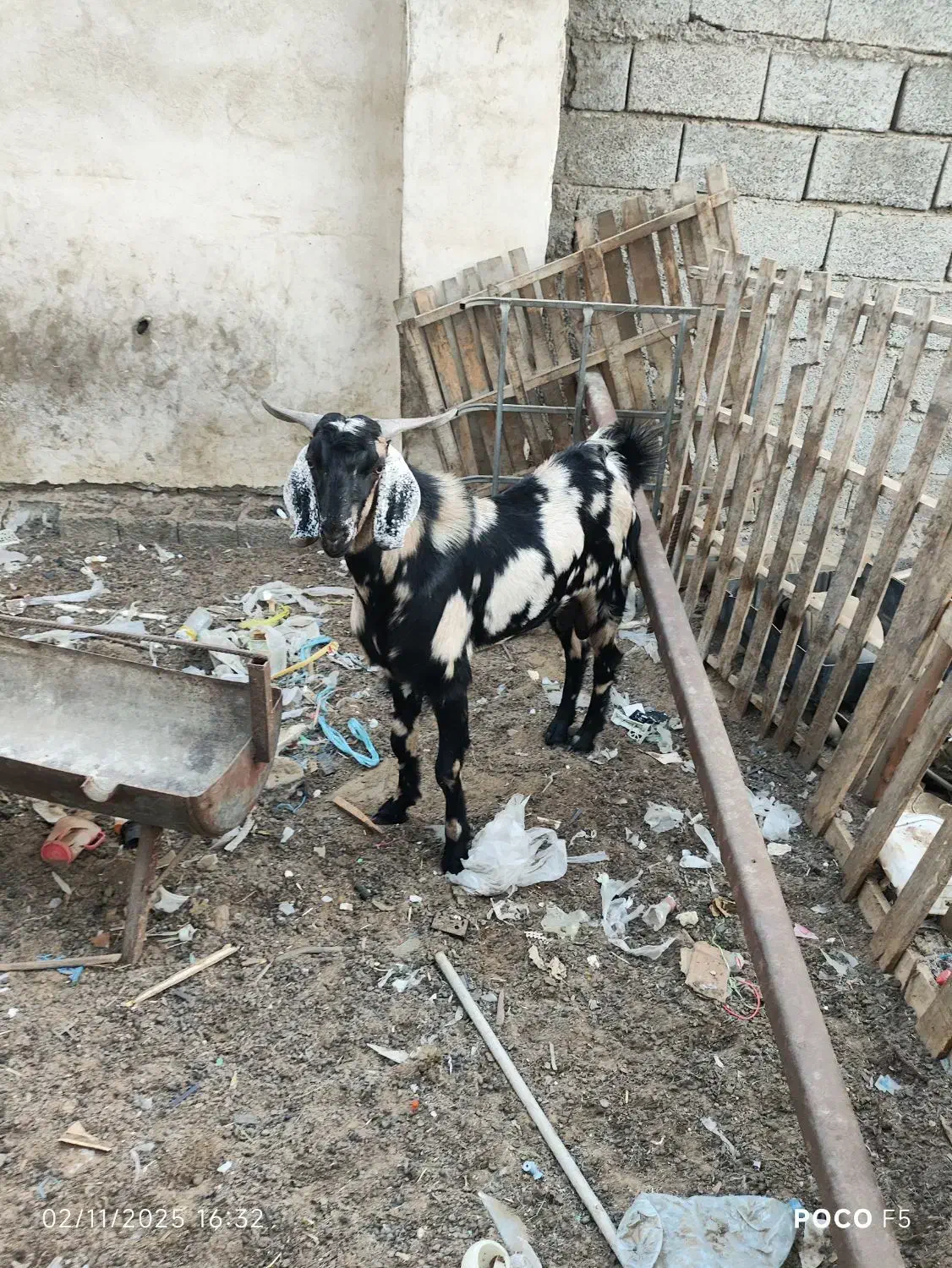 نر بز گوشتی|حیوانات مزرعه|چابهار, |دیوار