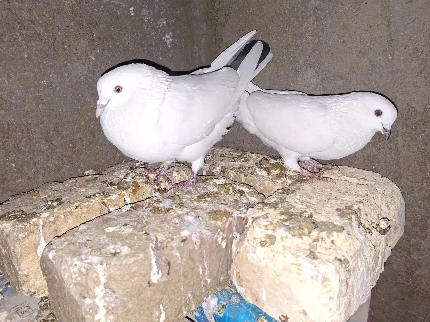 کفتر دم سیاه|پرنده|میمه, |دیوار