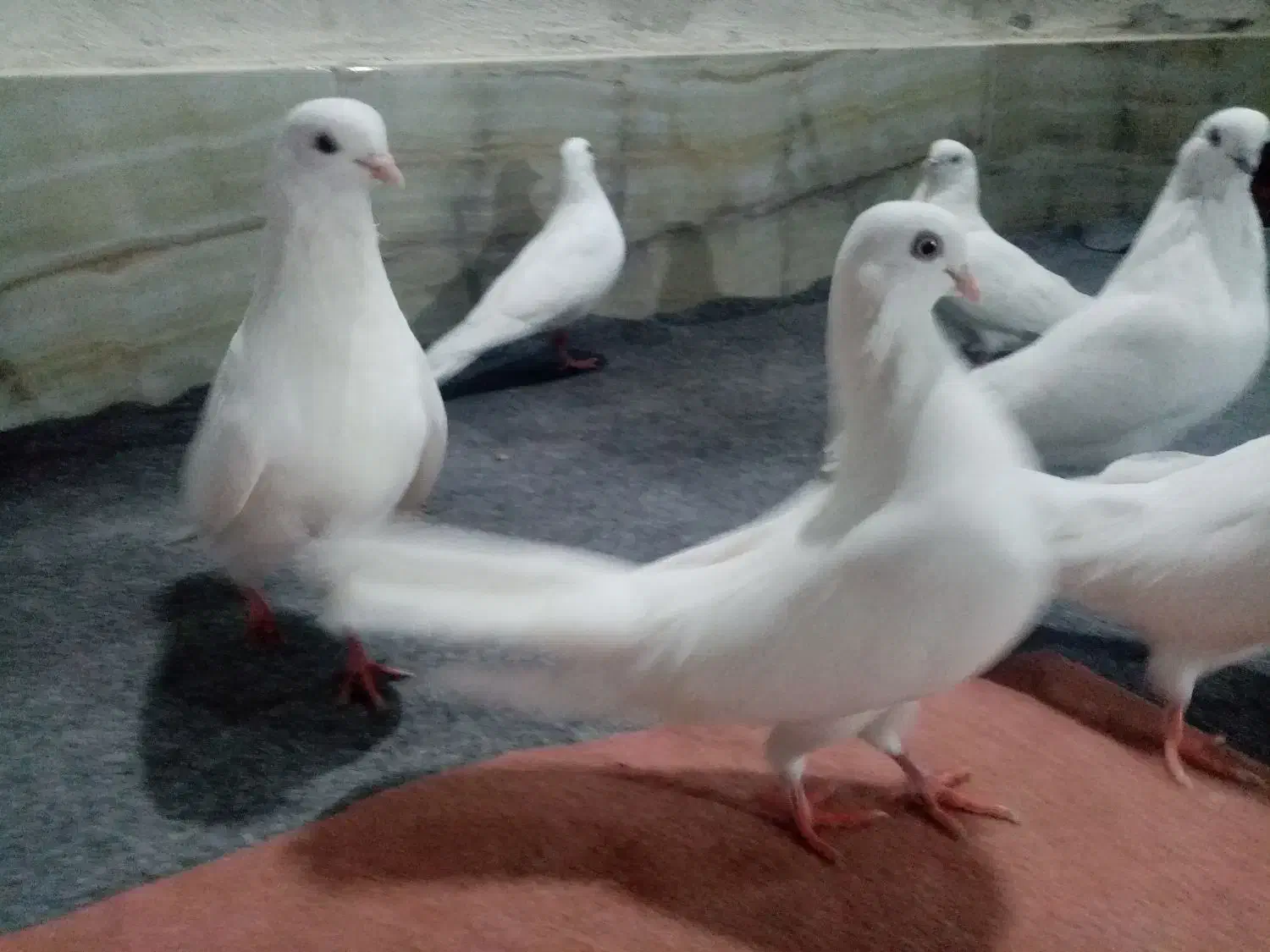 کبوترفروشی|حیوانات|ارومیه, |دیوار