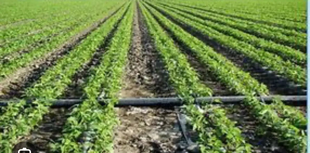 فروش زمین کشاورزی و باغ سرحد بکان|فروش دفتر صنعتی، کشاورزی، تجاری|اقلید, |دیوار