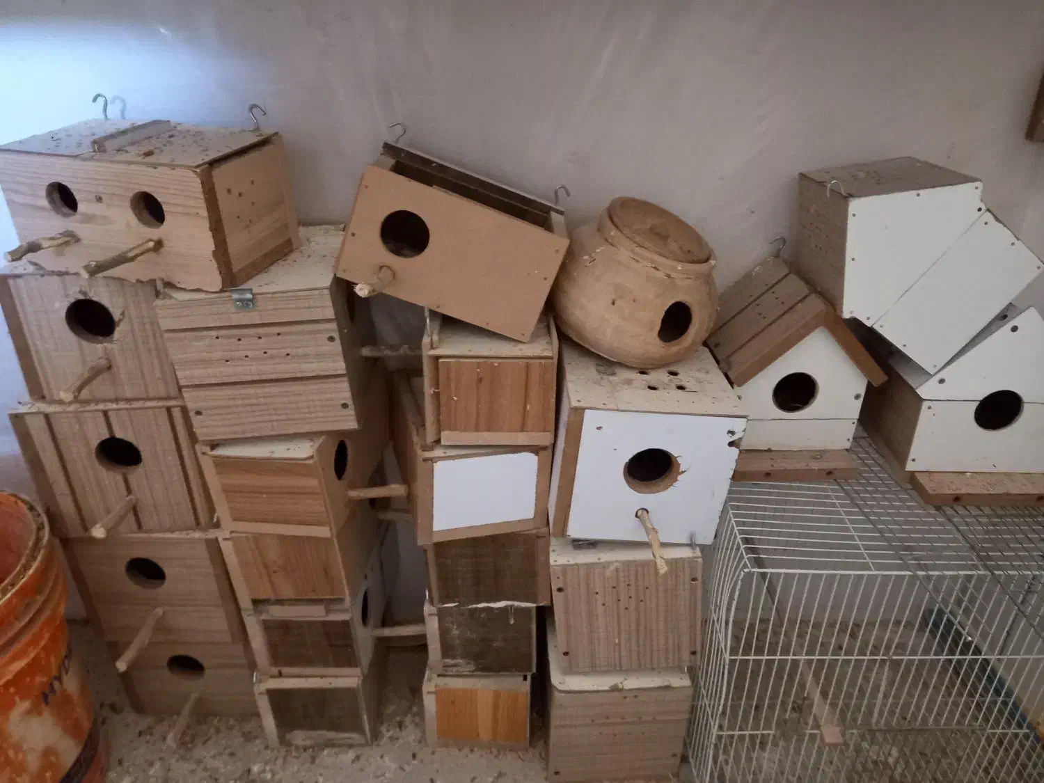 مرغ عشق|پرنده|تایباد, |دیوار