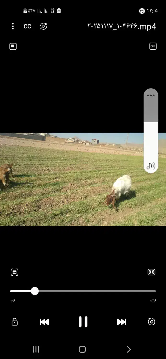 بز  شیری|حیوانات مزرعه|داران, |دیوار