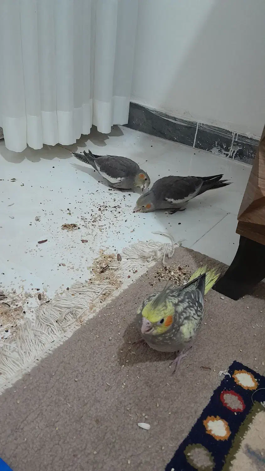 ۲عدد عروس خونگی میزون|پرنده|رشت, پاستوریزه|دیوار