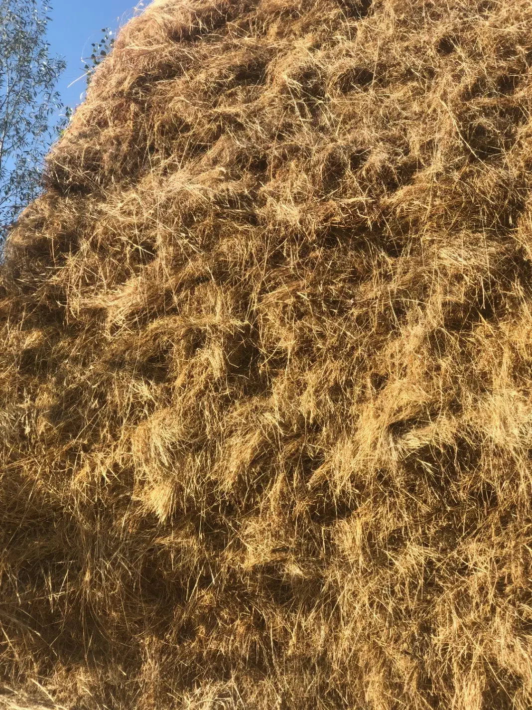 گیاه  مخصوص گاو  گوسفند|لوازم جانبی حیوانات|صومای برادوست, |دیوار