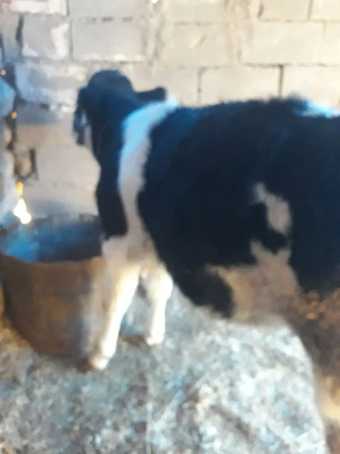 گوساله|حیوانات مزرعه|کارزان, |دیوار