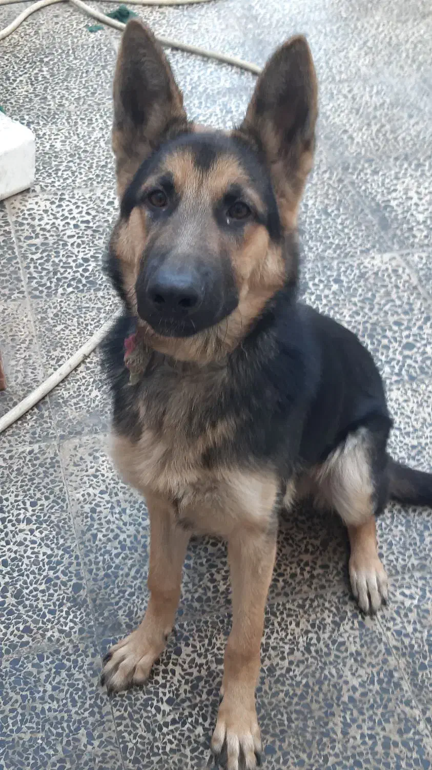 ژرمن شپرد|سگ|گنبد کاووس, |دیوار