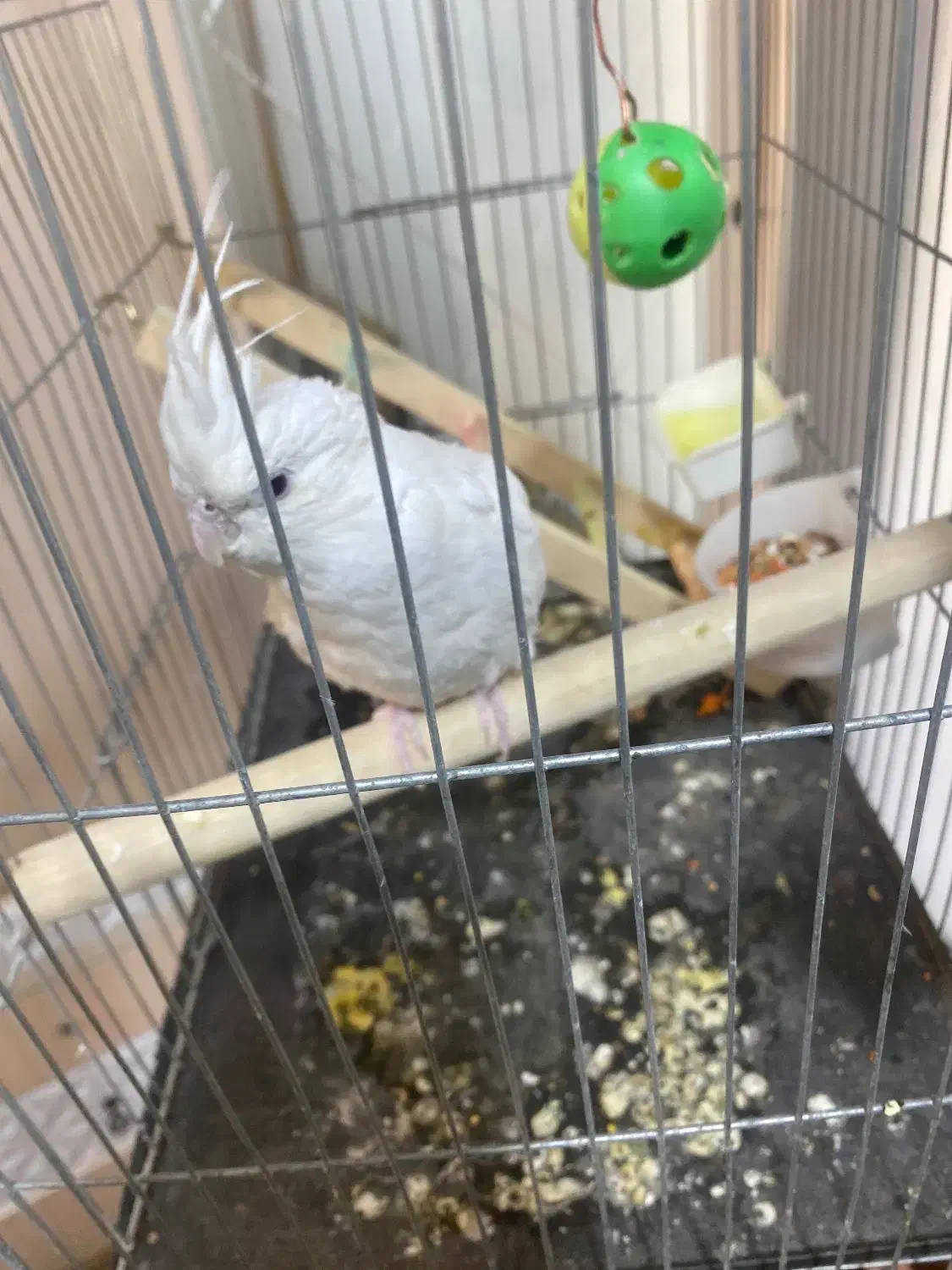 ماده البینو ۱۶ماهه نر وایت فیس|پرنده|هشتگرد, شهرک ایران خودرو|دیوار