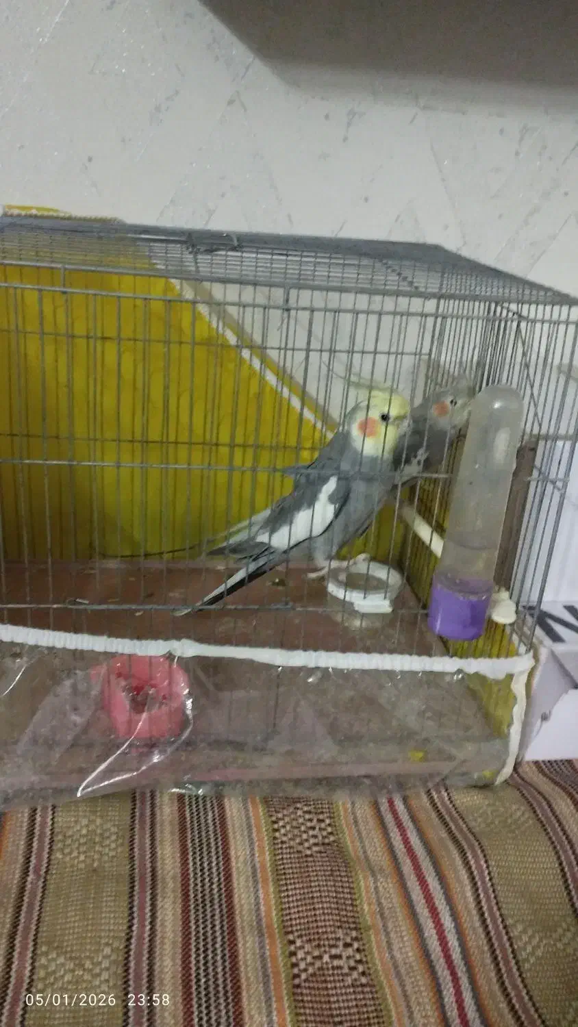 یک جفت عروس هلندی|پرنده|بجنورد, |دیوار