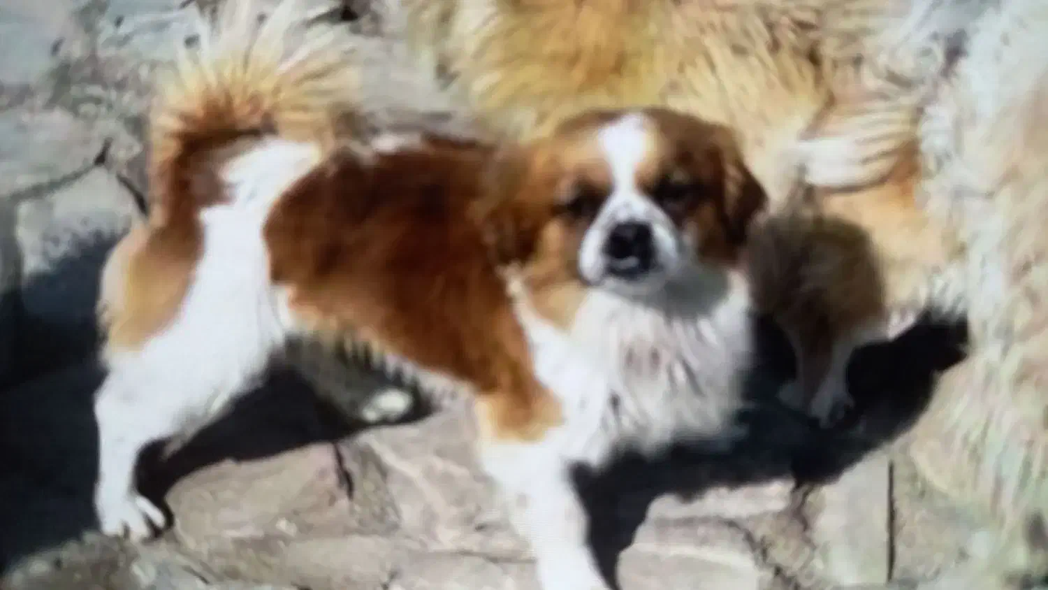 سگ سفید قهوه‌ای گم شده|حیوانات|ری, شهادت|دیوار