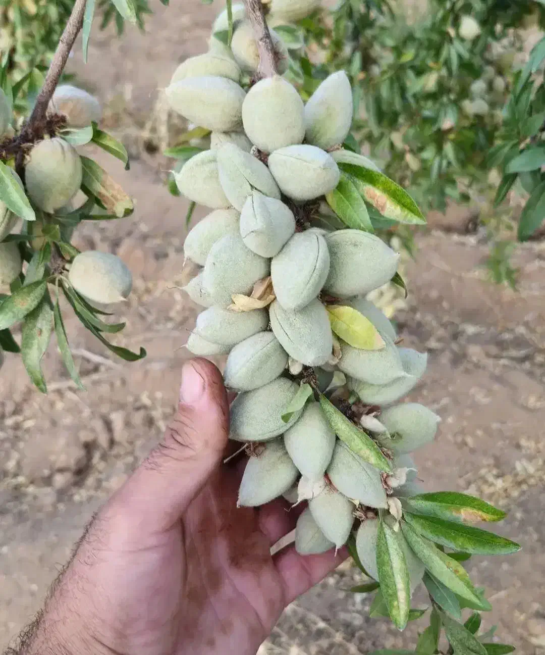 نمایندگی رسمی صنوبر در غرب نهال|خدمات باغبانی و درختکاری|سلمان‌شهر, |دیوار