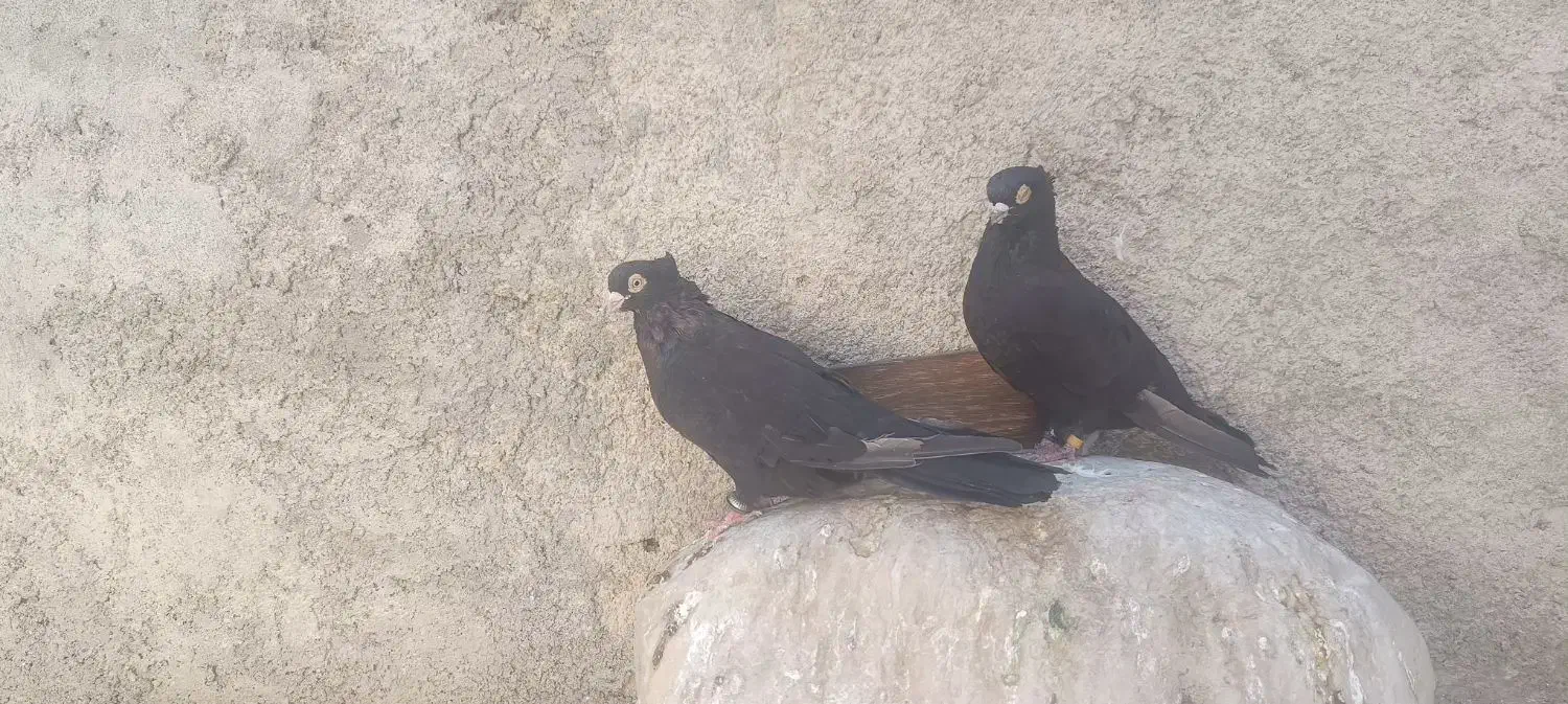 کبوتر زاغ صرب|پرنده|دوگنبدان, |دیوار