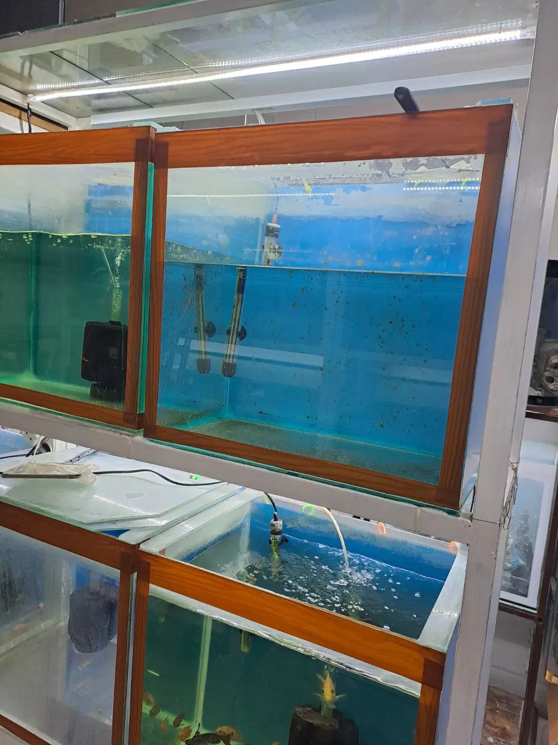 آکواریوم به همراه پایه|ماهی|عجب شیر, |دیوار