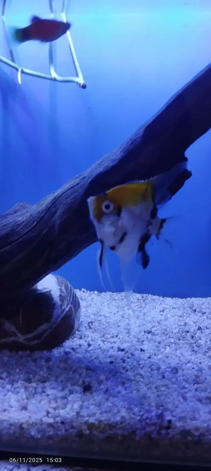 ماهی انجل|ماهی|مشهد, قائم|دیوار