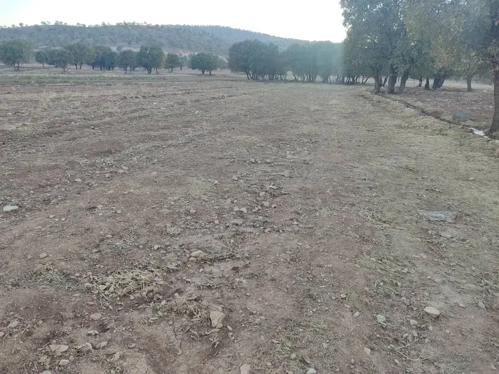 فروش زمین کشاورزی|فروش زمین و ملک کلنگی|ویسیان, |دیوار