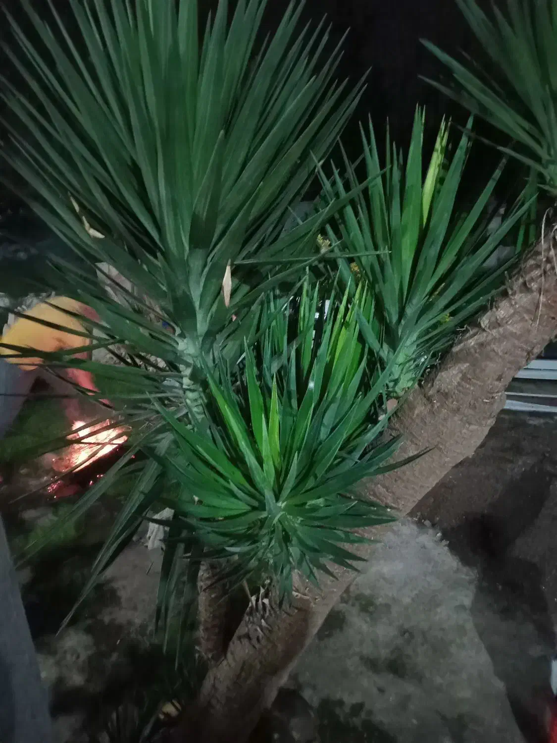 گل یوکا|گل و گیاه طبیعی|خمام, |دیوار