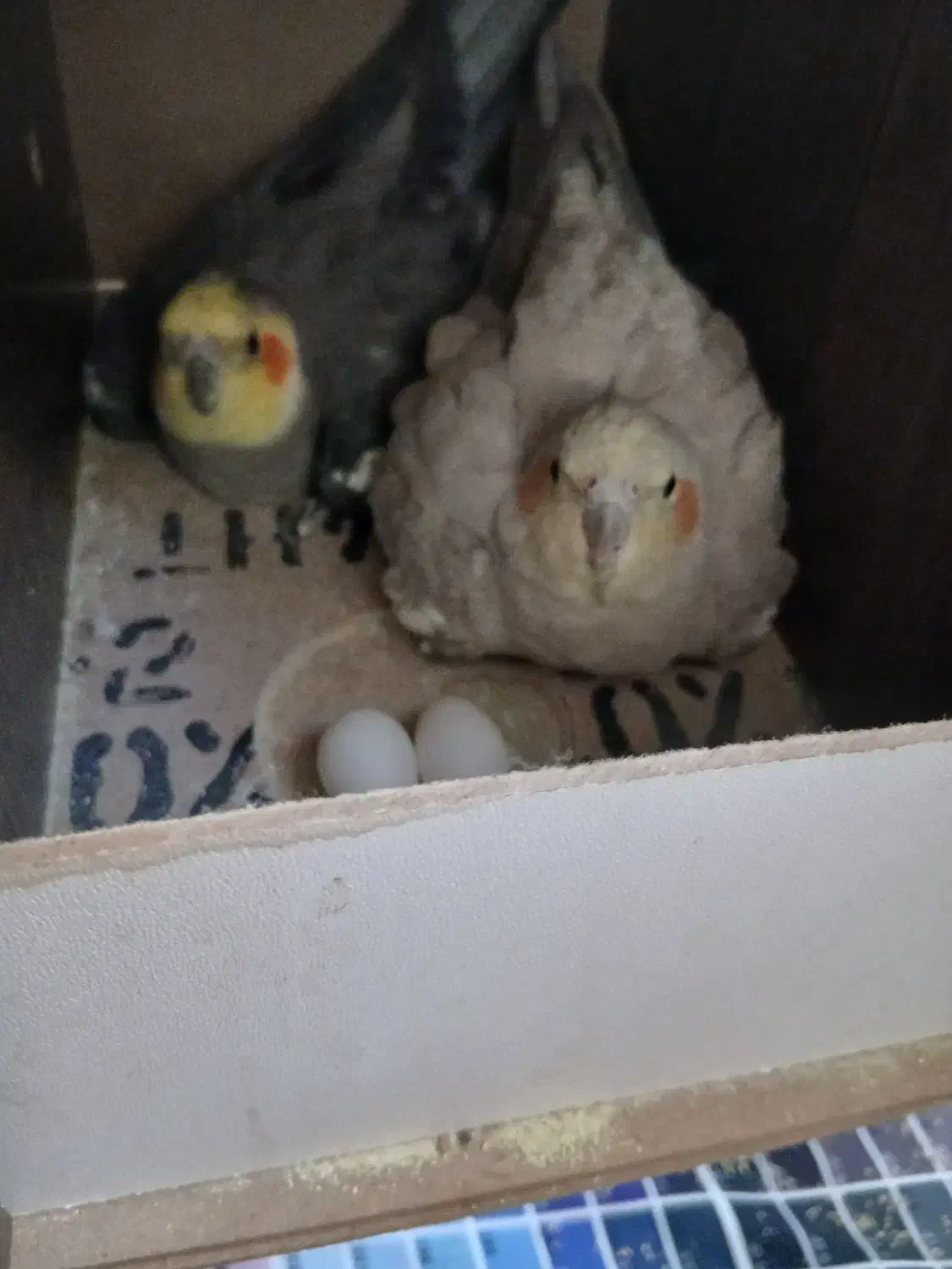 جفت عروس هلندی با تخم و جوجه|پرنده|چهاردانگه (تهران), |دیوار