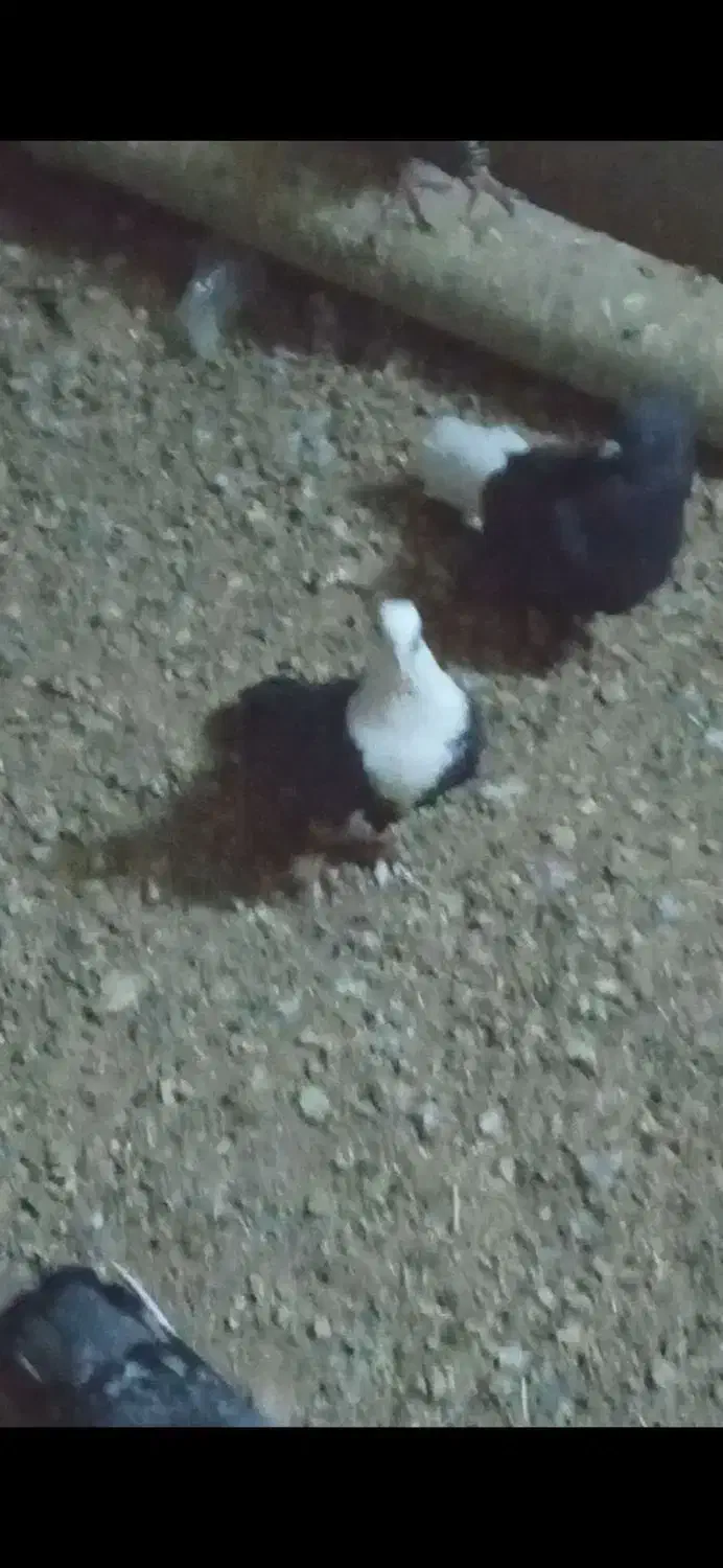 ماده کلسفید قیمت ۷۰۰|پرنده|شهرآباد, |دیوار