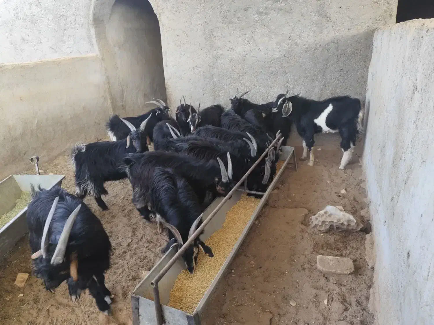 بزغاله بومی جو خورده چاق و به صرفه|حیوانات مزرعه|کویرات, |دیوار