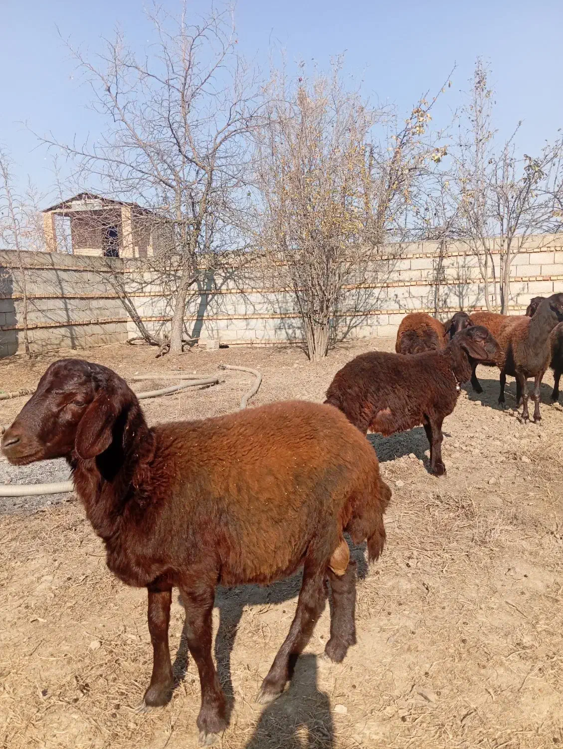 دو عدد بره نر قوچی افشار جنس بالا 5ماهه|حیوانات مزرعه|تاتار علیا, |دیوار