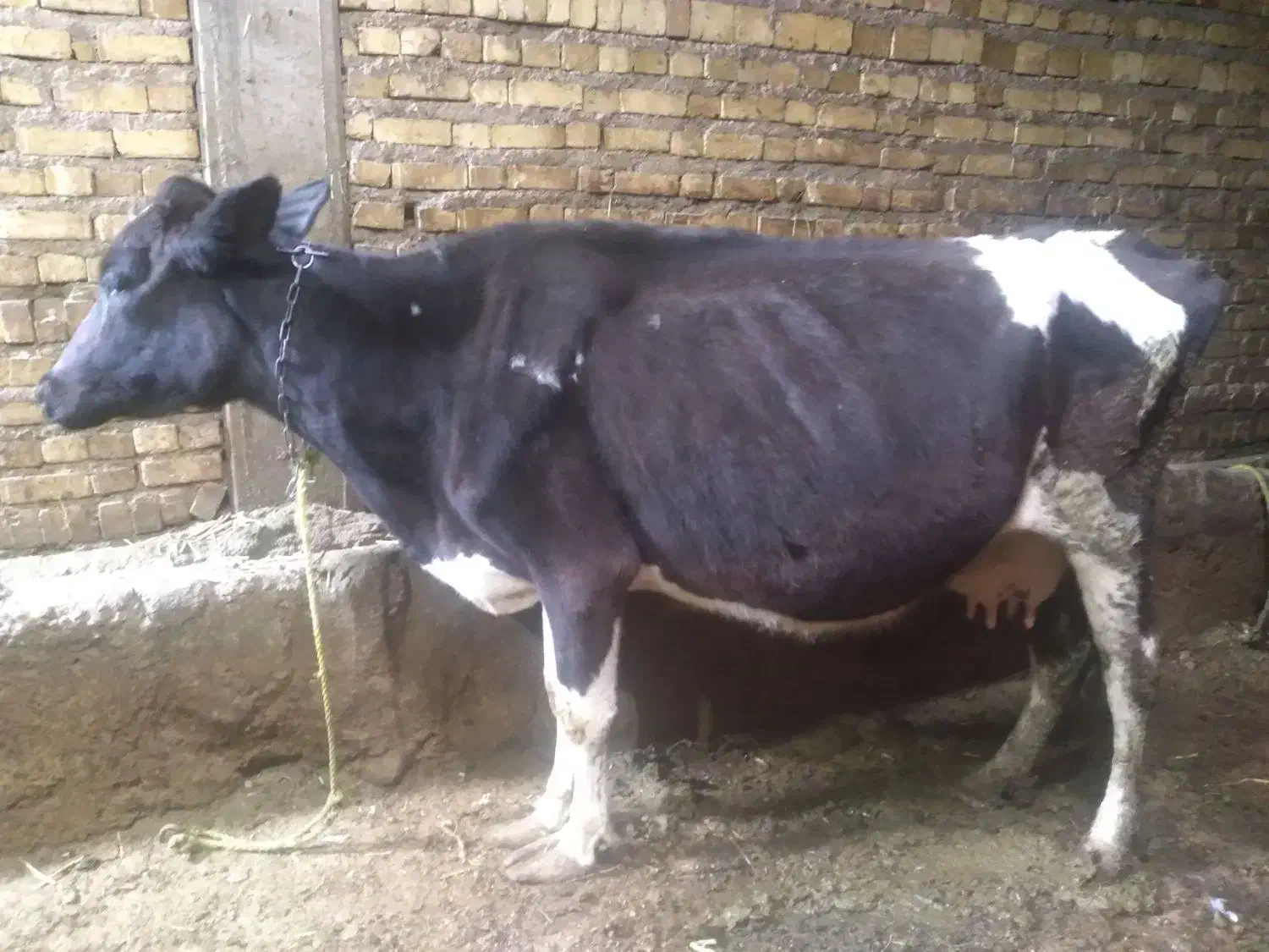 گاو|حیوانات مزرعه|ماهنشان, |دیوار