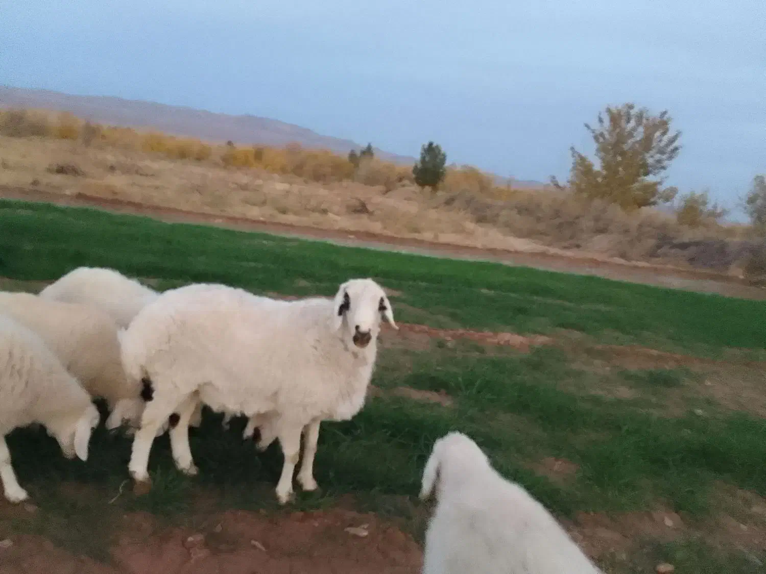 قوچ سفید|حیوانات مزرعه|نهبندان, |دیوار