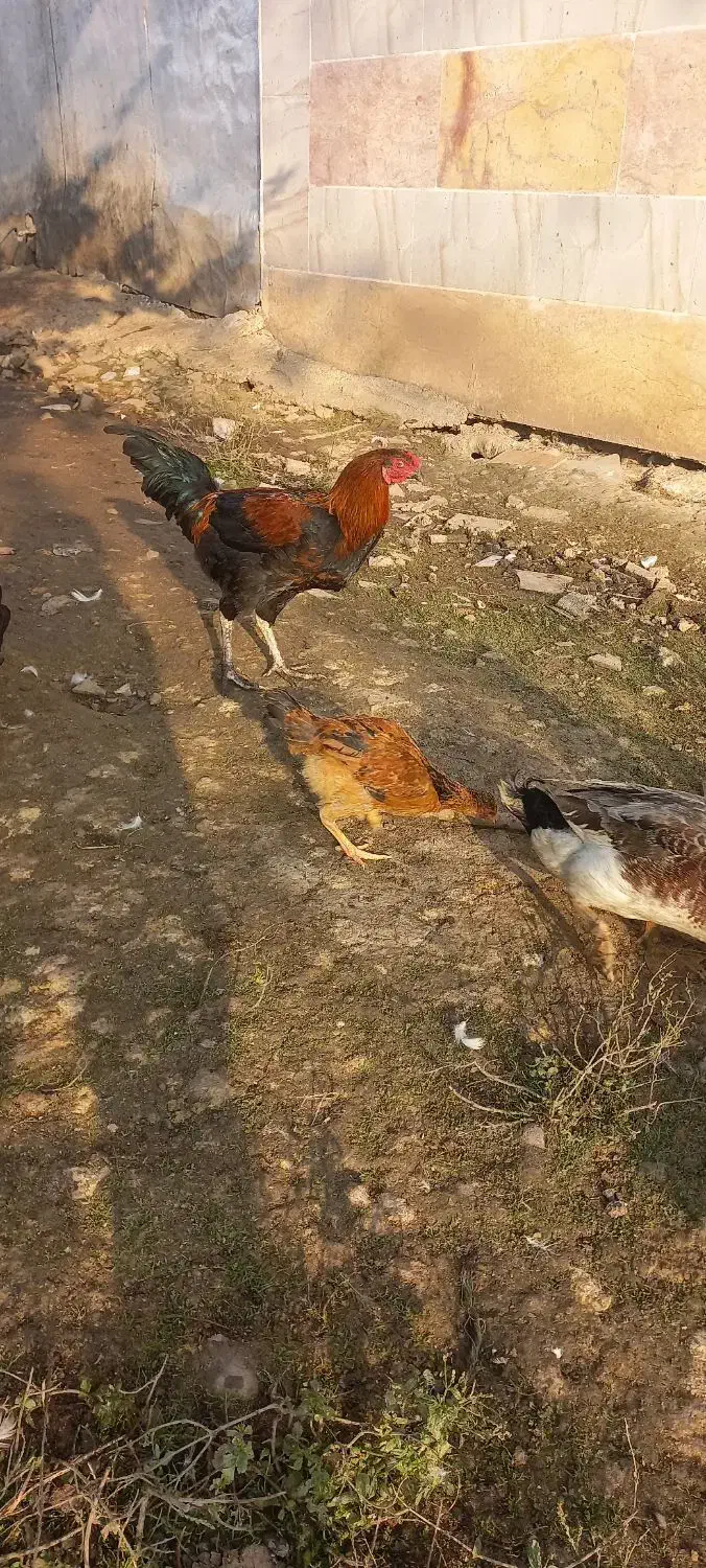 چند عدد مرغ وخروس|حیوانات مزرعه|لاهیجان, بازکیاگوراب|دیوار