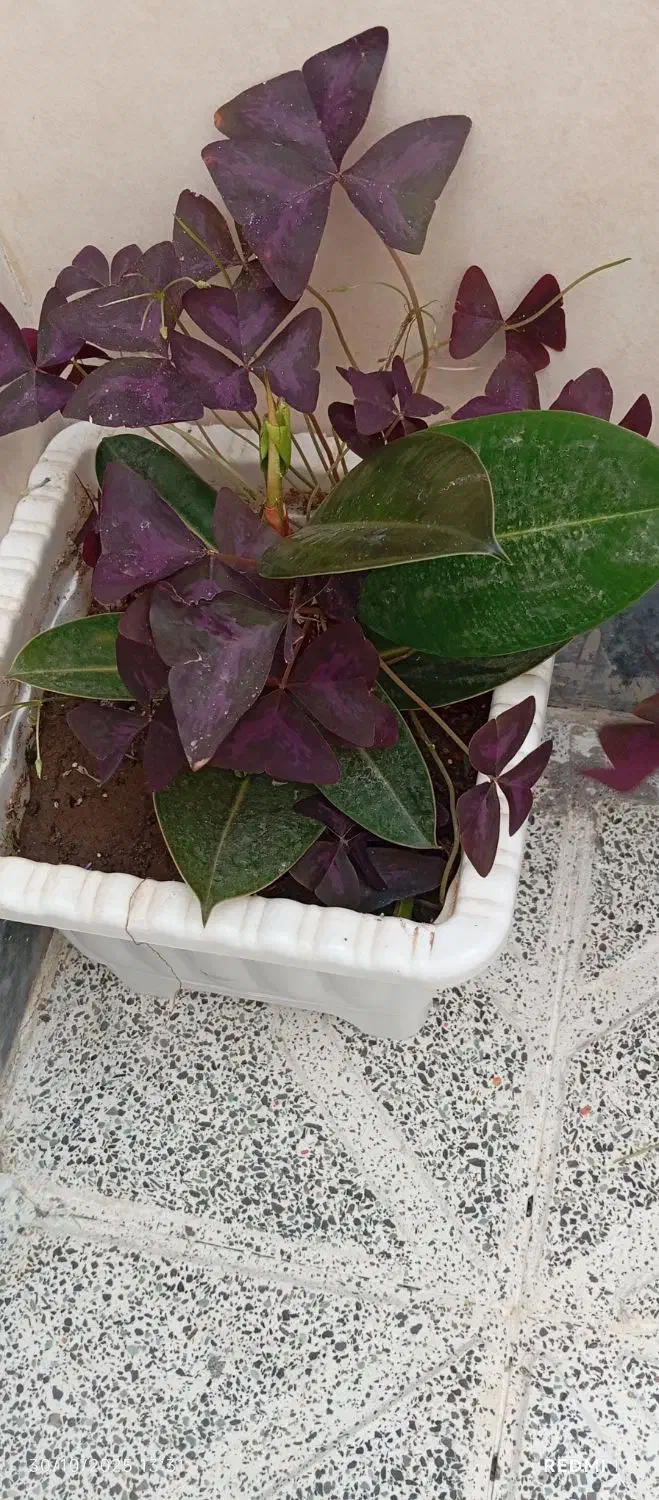 گل فیکوس|گل و گیاه طبیعی|شبستر, |دیوار