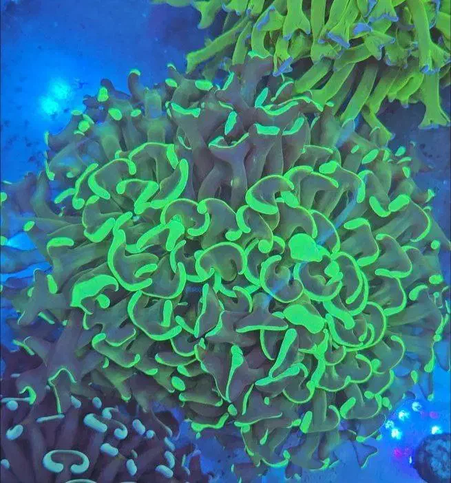 مرجان آکواریوم ابشور اب شور|ماهی|تهران, خزانه|دیوار