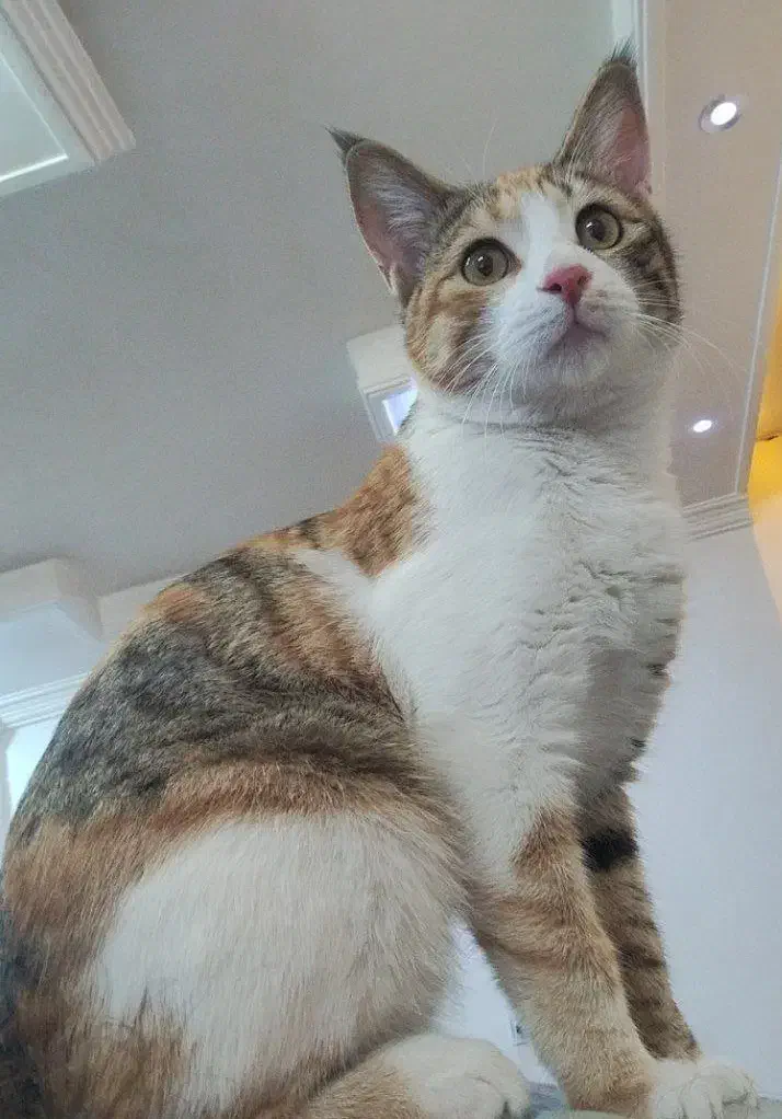 واگذاری|گربه|قوچان, |دیوار