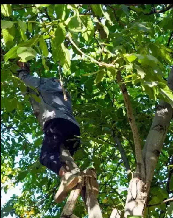 بیل زنی باغ باغچه|خدمات باغبانی و درختکاری|ارومیه, |دیوار