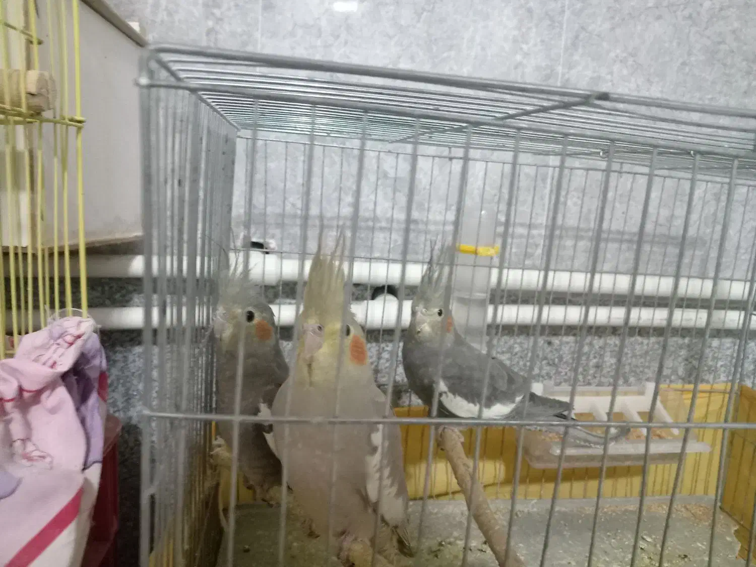 عروس هلندی|پرنده|تسوج, |دیوار