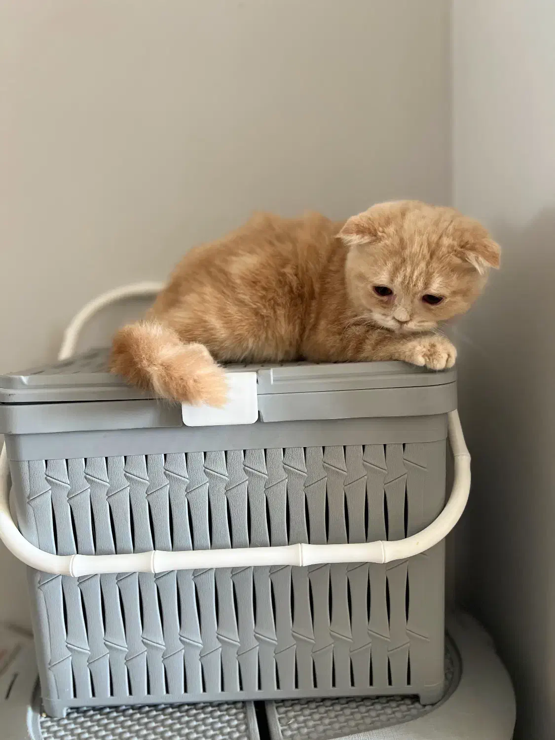 اسکاتیش کرم طلایی|گربه|کرج, فاز ۱ مهرشهر|دیوار