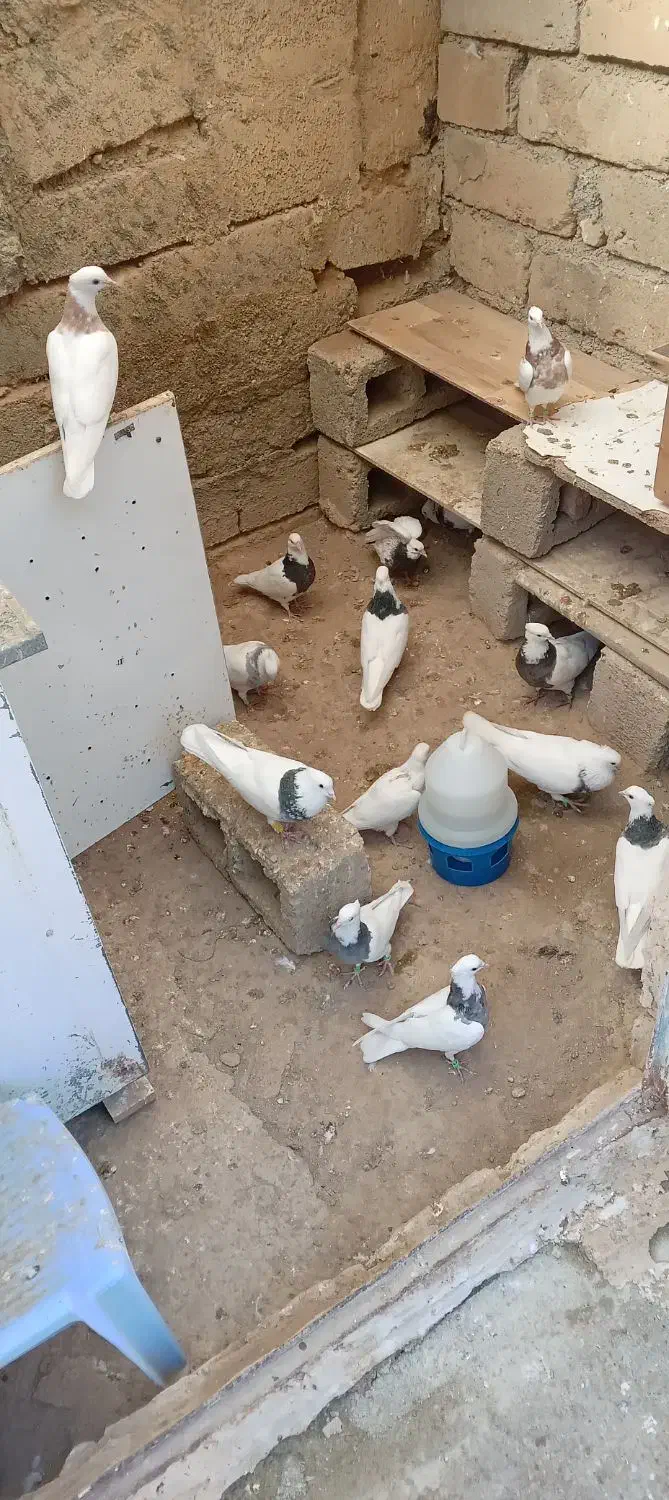 کبوتر طوقی|پرنده|سقز, |دیوار