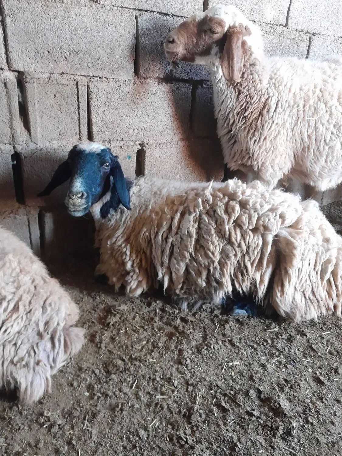 میش بره آبستن بیاس آباد|حیوانات مزرعه|قاسمآباد (خواف), |دیوار