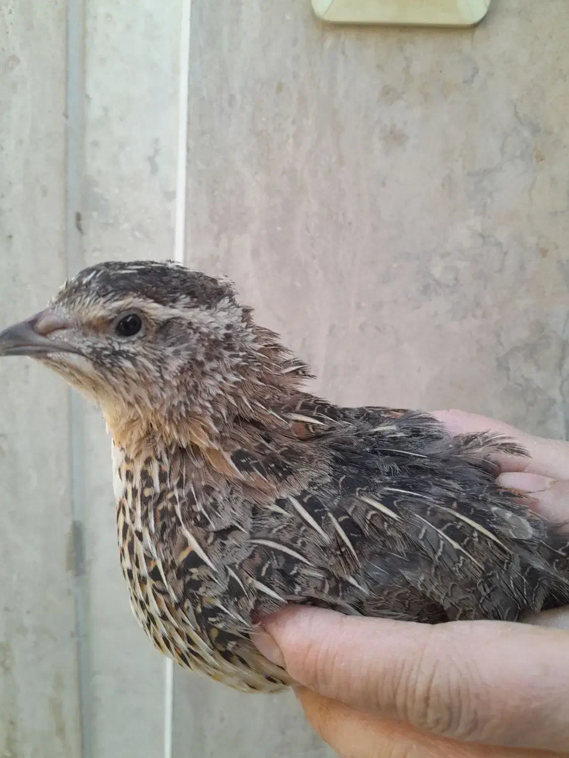 بلدرچین|حیوانات مزرعه|برخوار, |دیوار