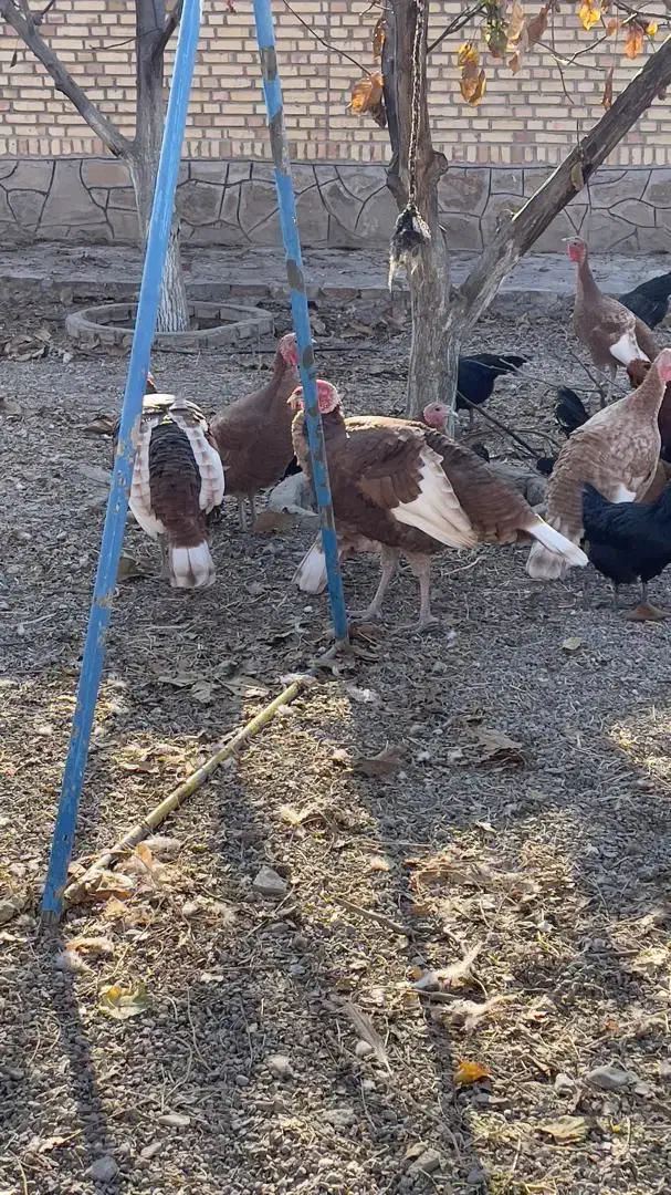 بوقلمون سالم و جوان|حیوانات مزرعه|مشهد, منزل آباد|دیوار