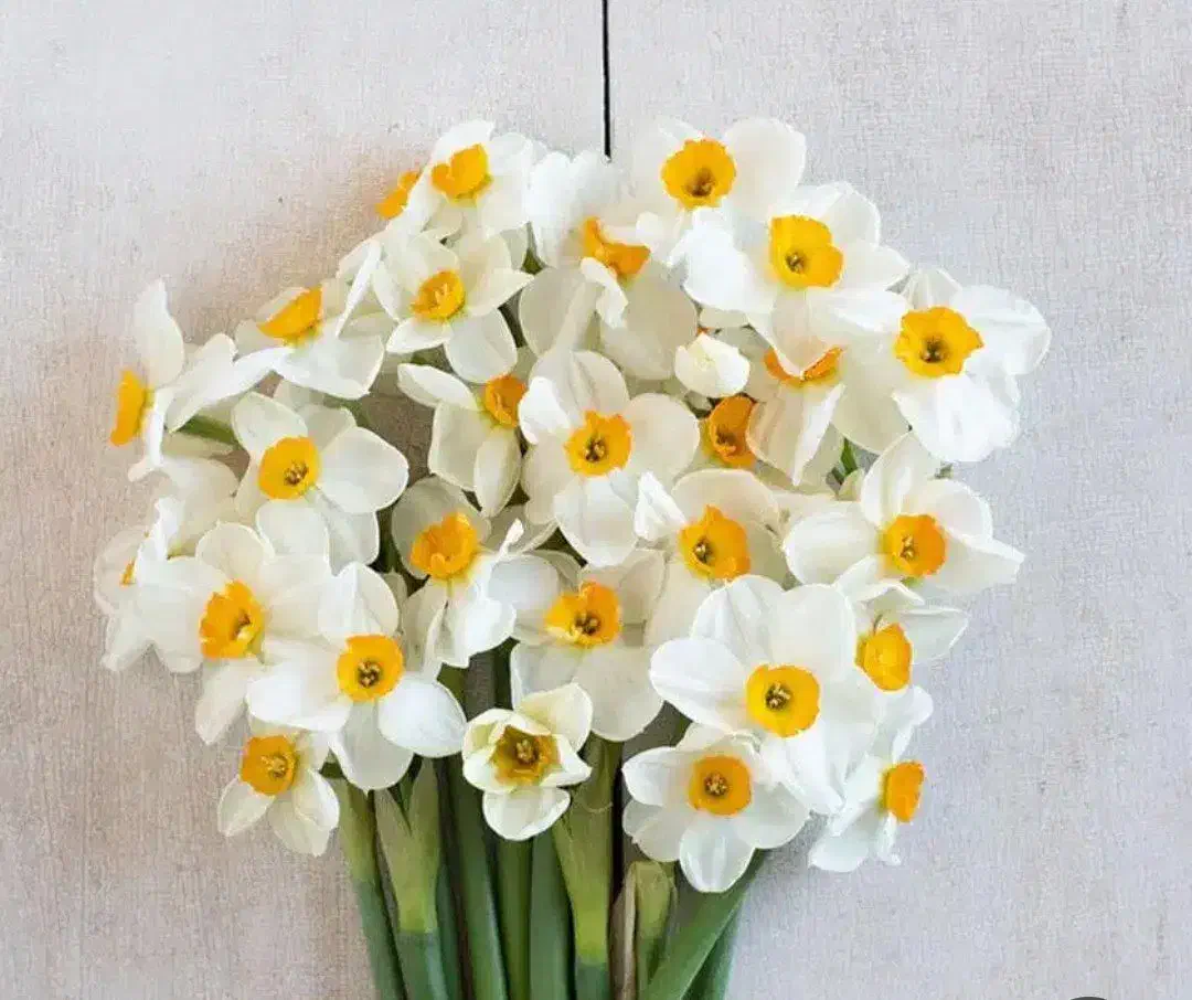 گل نرگس|گل و گیاه طبیعی|زاهدان, |دیوار